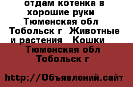 отдам котенка в хорошие руки - Тюменская обл., Тобольск г. Животные и растения » Кошки   . Тюменская обл.,Тобольск г.